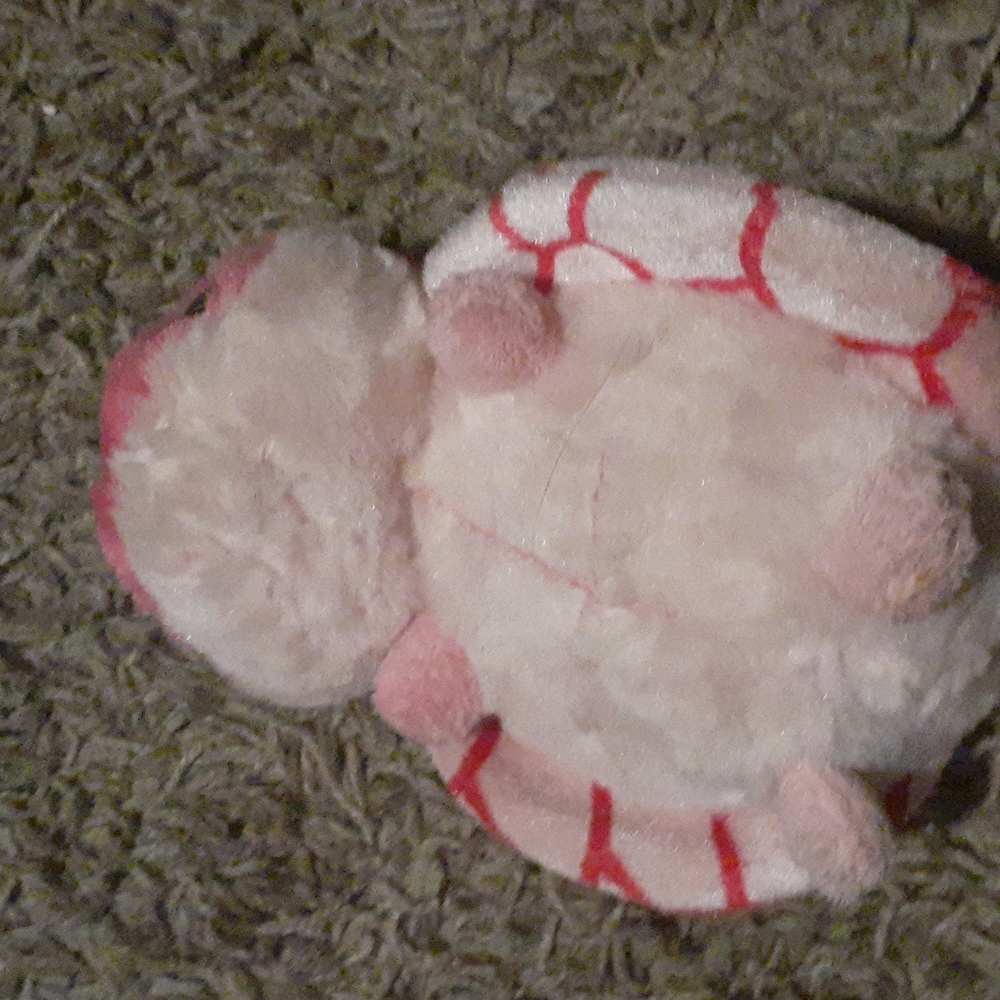Turtle - Picture 2 of 3